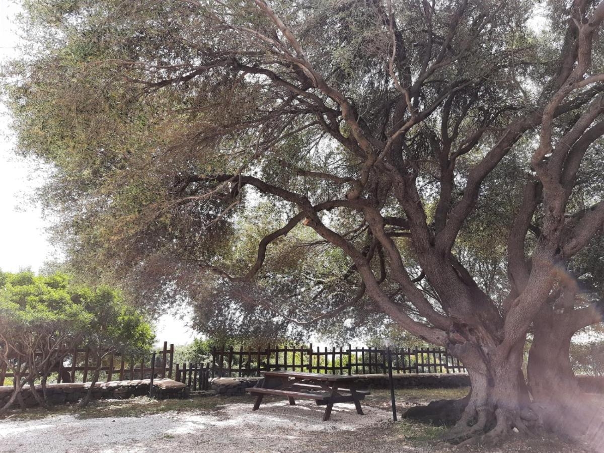 Casa Olivastra Βίλα Dorgali Εξωτερικό φωτογραφία